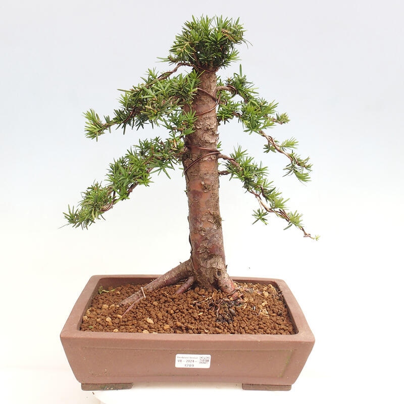 Bonsai im Freien - Taxus cuspidata - Japanische Eibe
