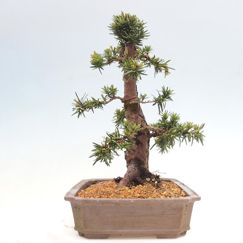 Bonsai im Freien - Taxus cuspidata - Japanische Eibe