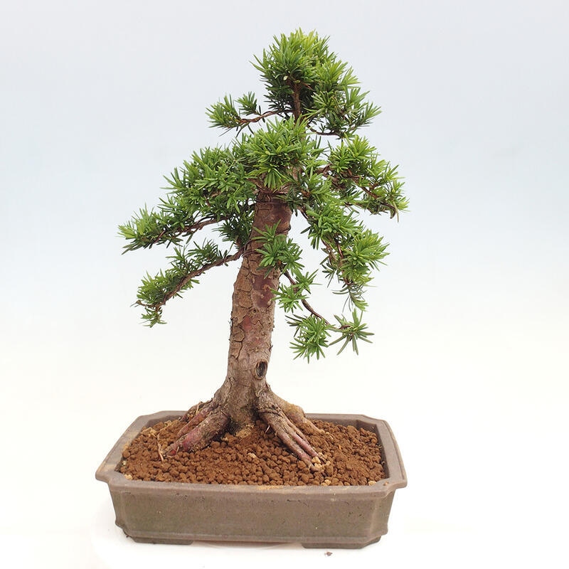 Bonsai im Freien - Taxus cuspidata - Japanische Eibe