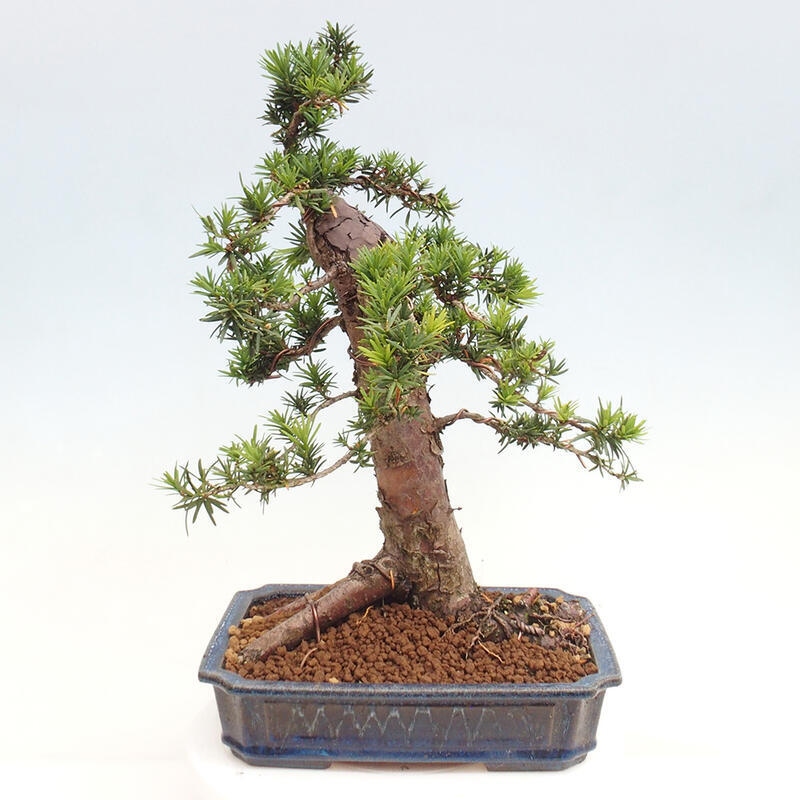 Bonsai im Freien - Taxus cuspidata - Japanische Eibe