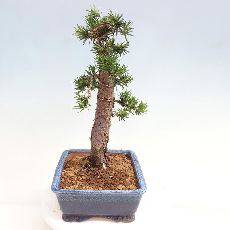 Bonsai im Freien - Taxus cuspidata - Japanische Eibe