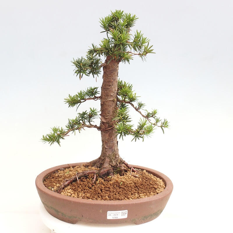 Bonsai im Freien - Taxus cuspidata - Japanische Eibe