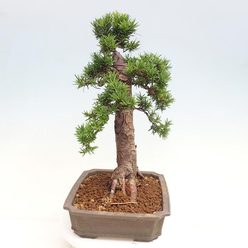Bonsai im Freien - Taxus cuspidata - Japanische Eibe