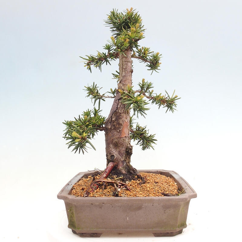 Bonsai im Freien - Taxus cuspidata - Japanische Eibe