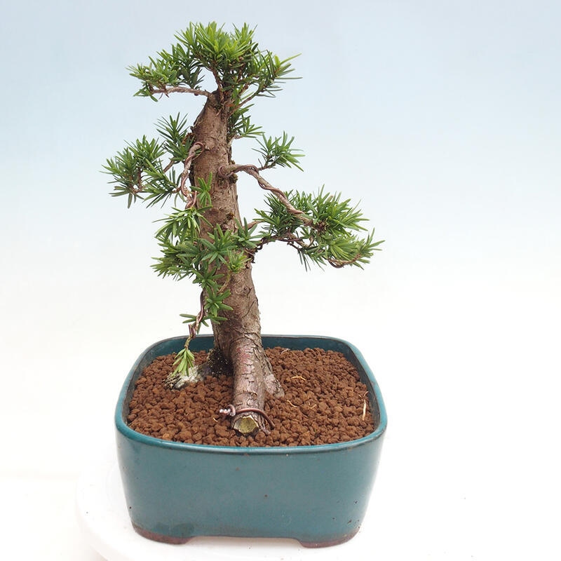 Bonsai im Freien - Taxus cuspidata - Japanische Eibe