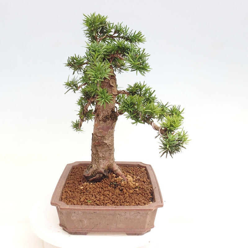 Bonsai im Freien - Taxus cuspidata - Japanische Eibe