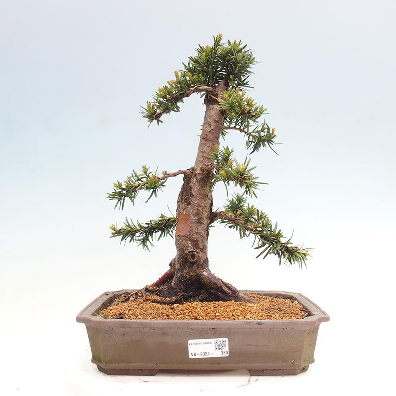 Bonsai im Freien - Taxus cuspidata - Japanische Eibe