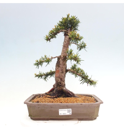 Bonsai im Freien - Taxus cuspidata - Japanische Eibe - e-bonsai.de