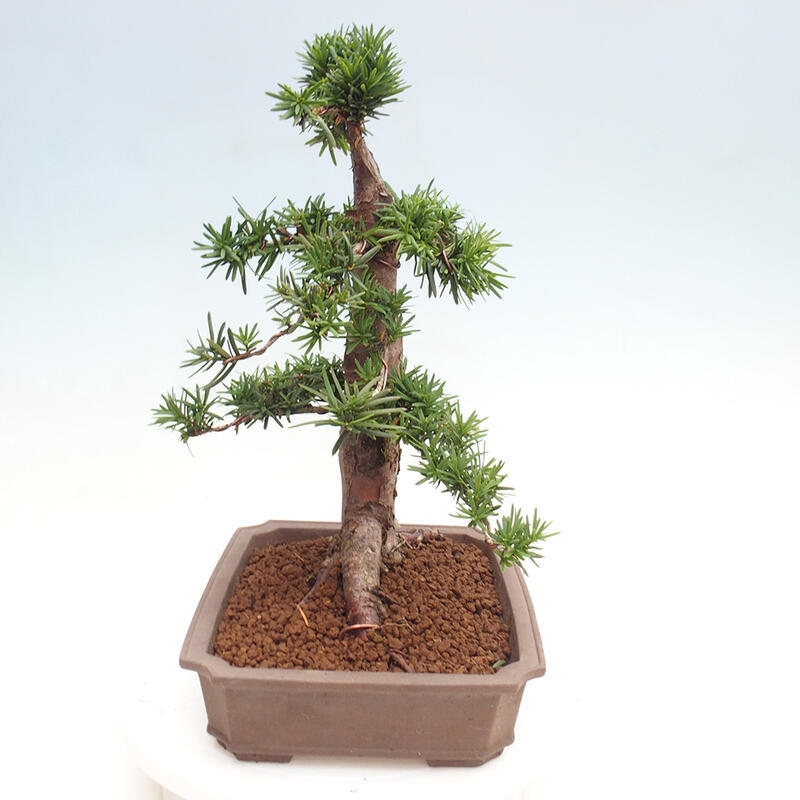 Bonsai im Freien - Taxus cuspidata - Japanische Eibe
