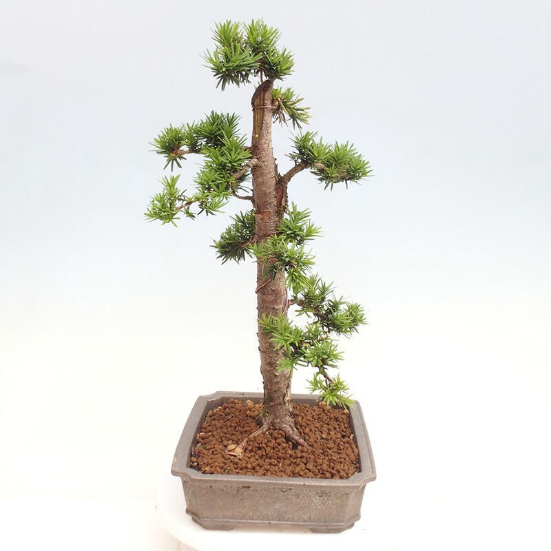 Bonsai im Freien - Taxus cuspidata - Japanische Eibe