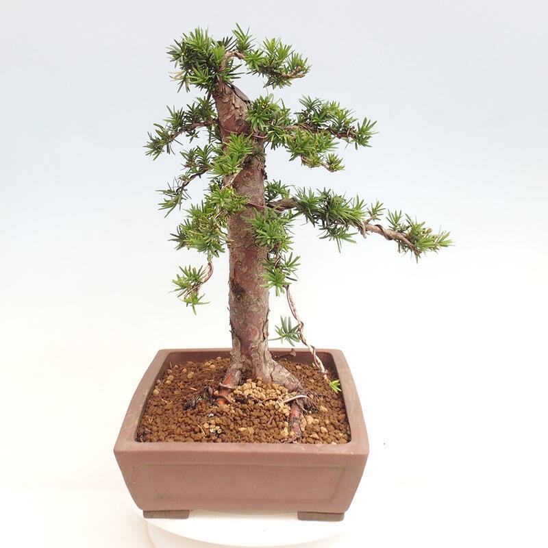 Bonsai im Freien - Taxus cuspidata - Japanische Eibe