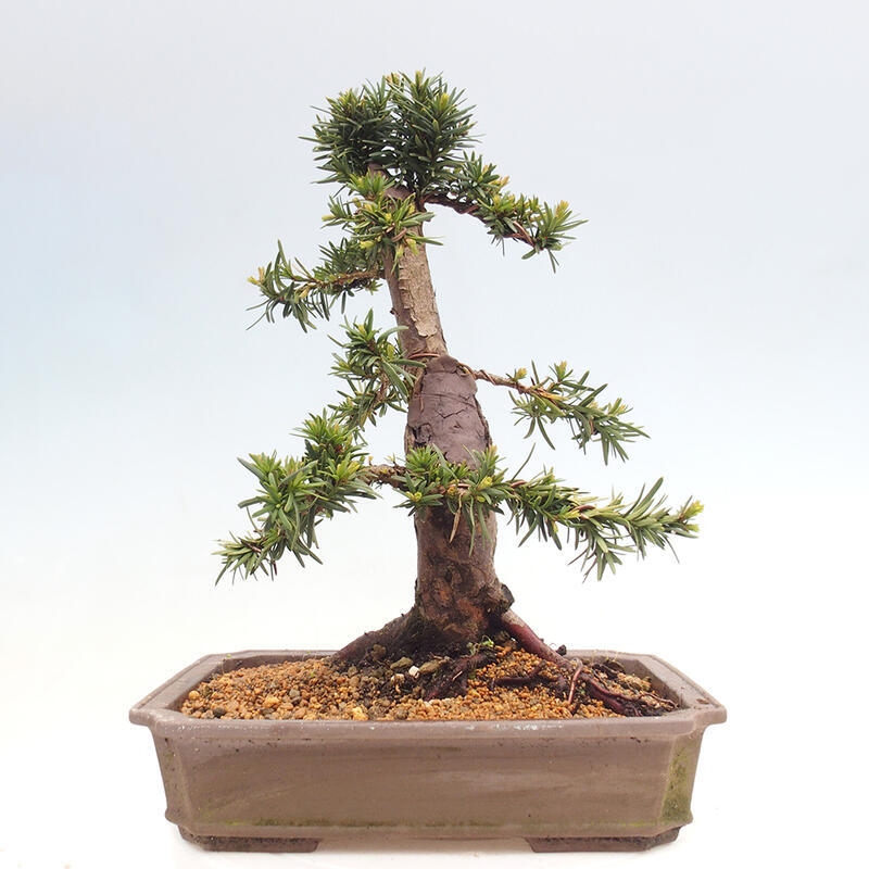 Bonsai im Freien - Taxus cuspidata - Japanische Eibe