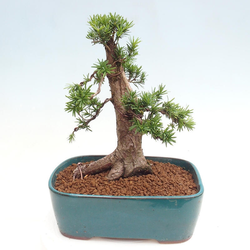 Bonsai im Freien - Taxus cuspidata - Japanische Eibe