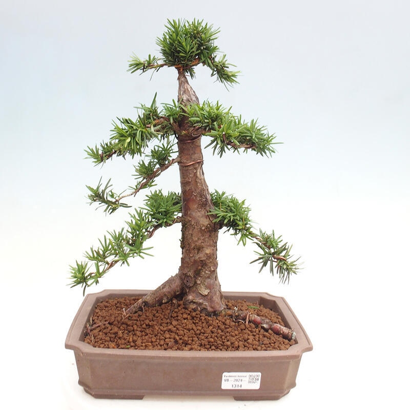 Bonsai im Freien - Taxus cuspidata - Japanische Eibe