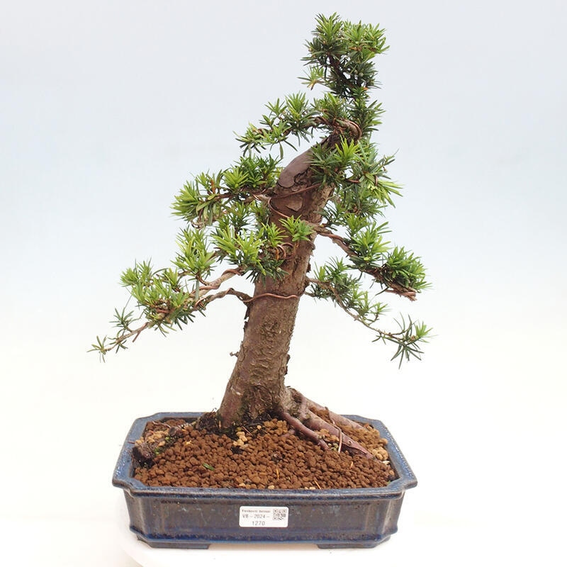 Bonsai im Freien - Taxus cuspidata - Japanische Eibe