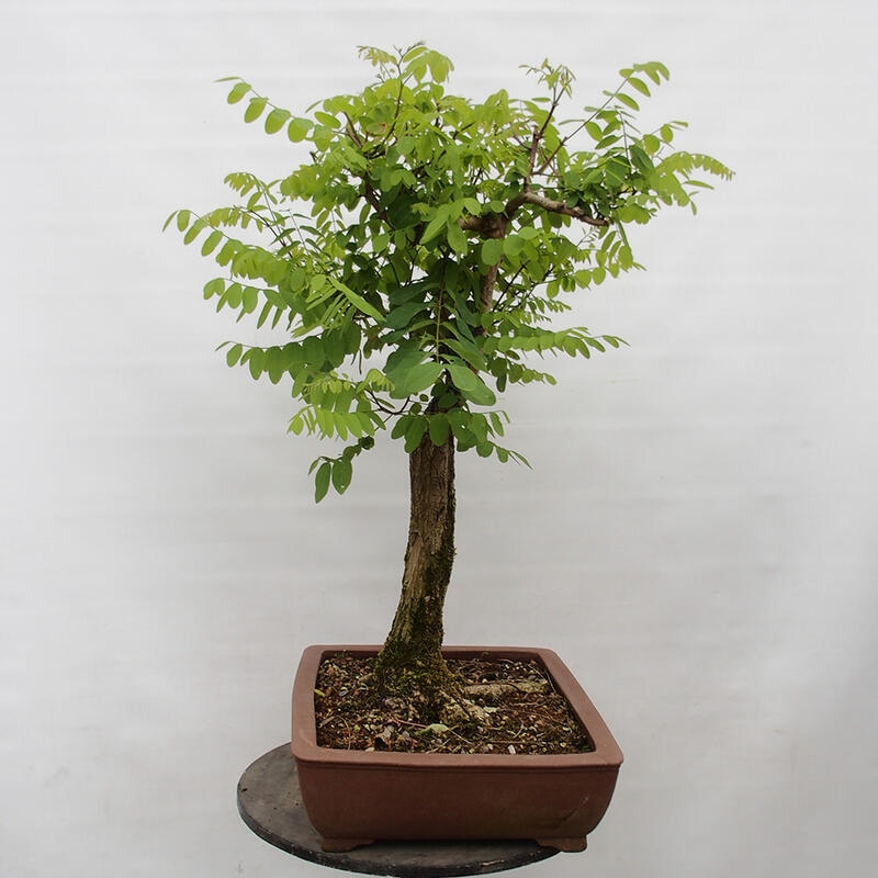 Bonsai im Freien - Akazie - Robinia pseudoacacia