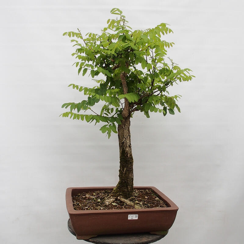 Bonsai im Freien - Akazie - Robinia pseudoacacia