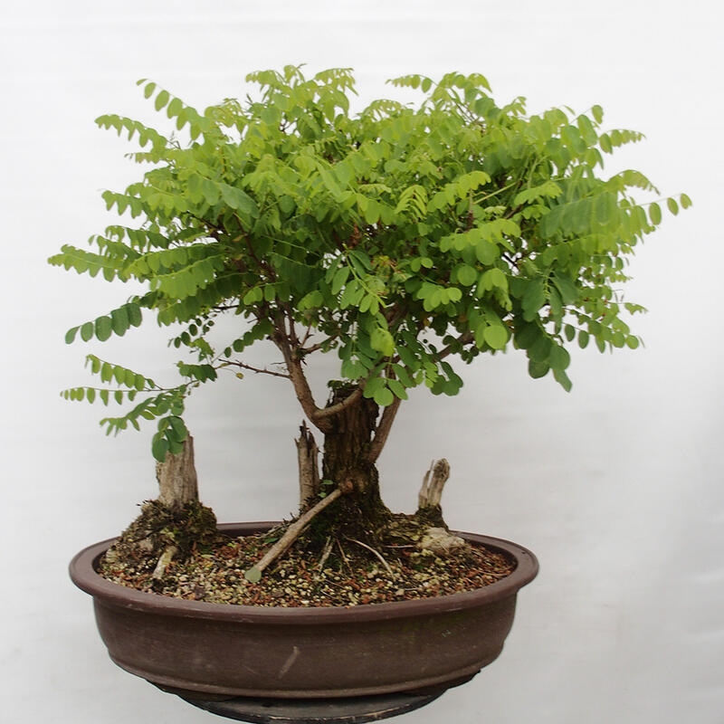 Bonsai im Freien - Akazie - Robinia pseudoacacia