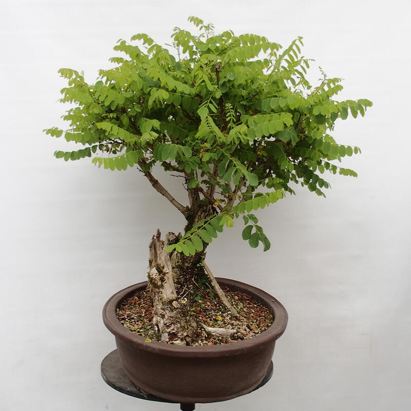 Bonsai im Freien - Akazie - Robinia pseudoacacia