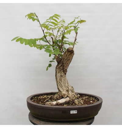 bambus seide kissenbezug 80x80 🌱 Bio Bambus Kissenbezug 80x80 cm