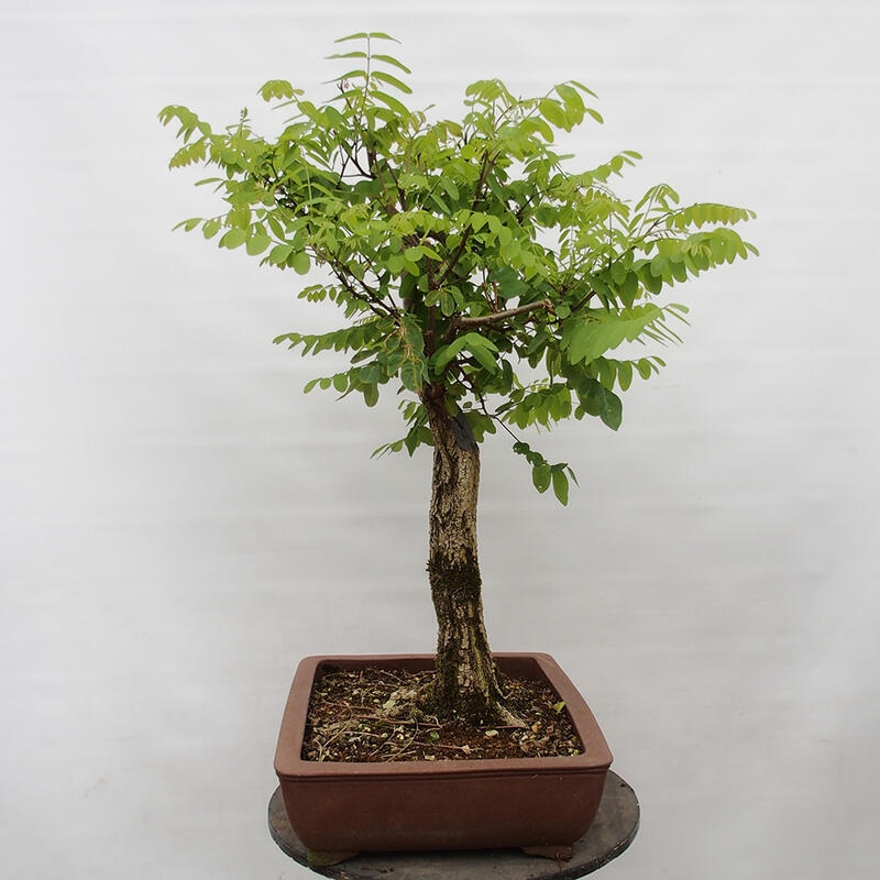 Bonsai im Freien - Akazie - Robinia pseudoacacia