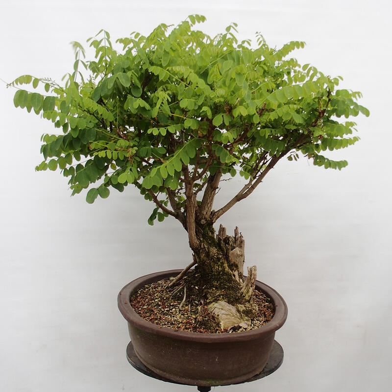 Bonsai im Freien - Akazie - Robinia pseudoacacia