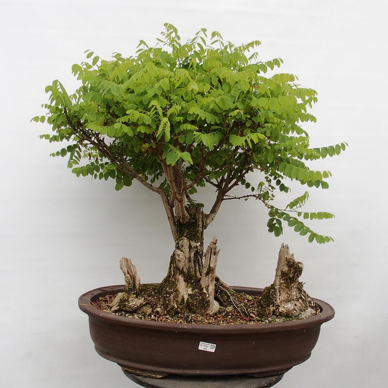 Bonsai im Freien - Akazie - Robinia pseudoacacia