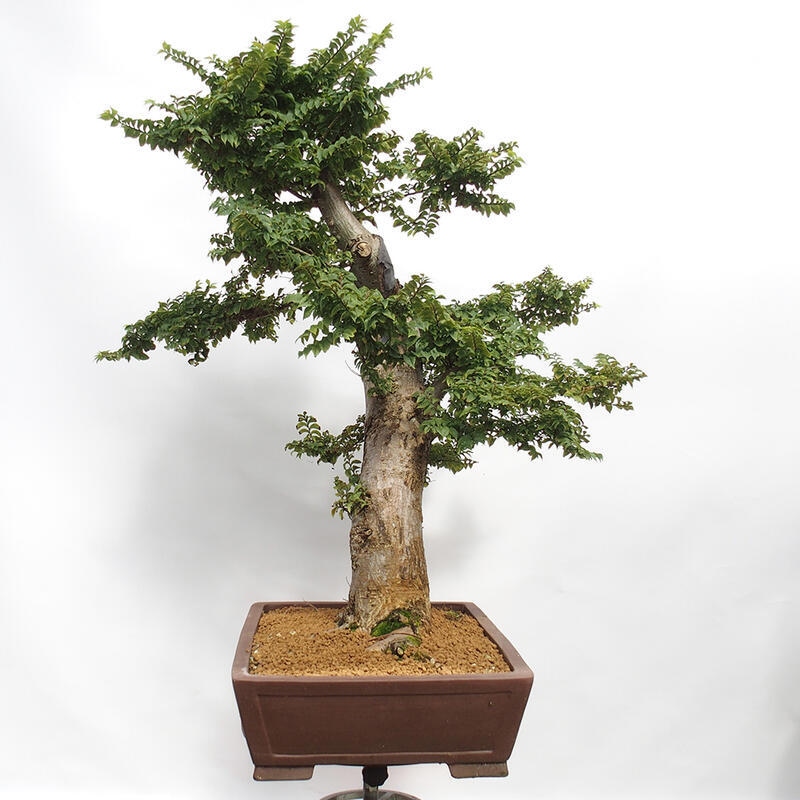 Bonsai im Freien - Ulmus Elegantissima Jack. Hillier-Ulme elegant