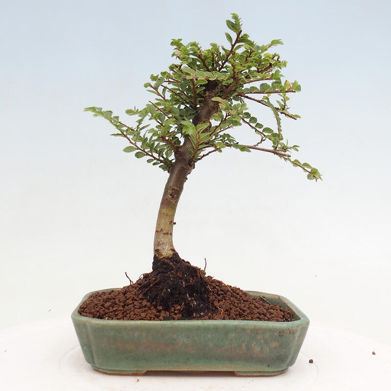 Bonsai im Freien - Ulmus parvifolia Sagei - Kleinblättrige Ulme