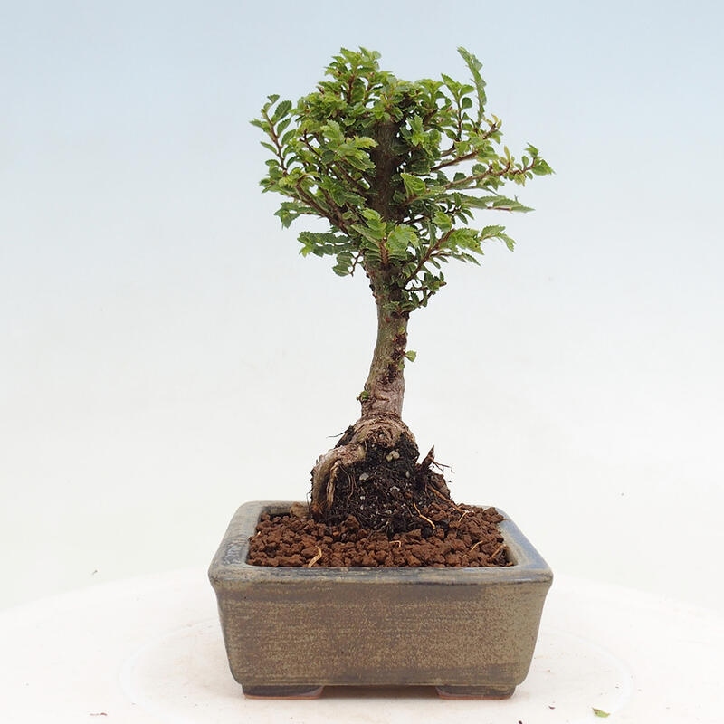 Bonsai im Freien - Ulmus parvifolia Sagei - Kleinblättrige Ulme