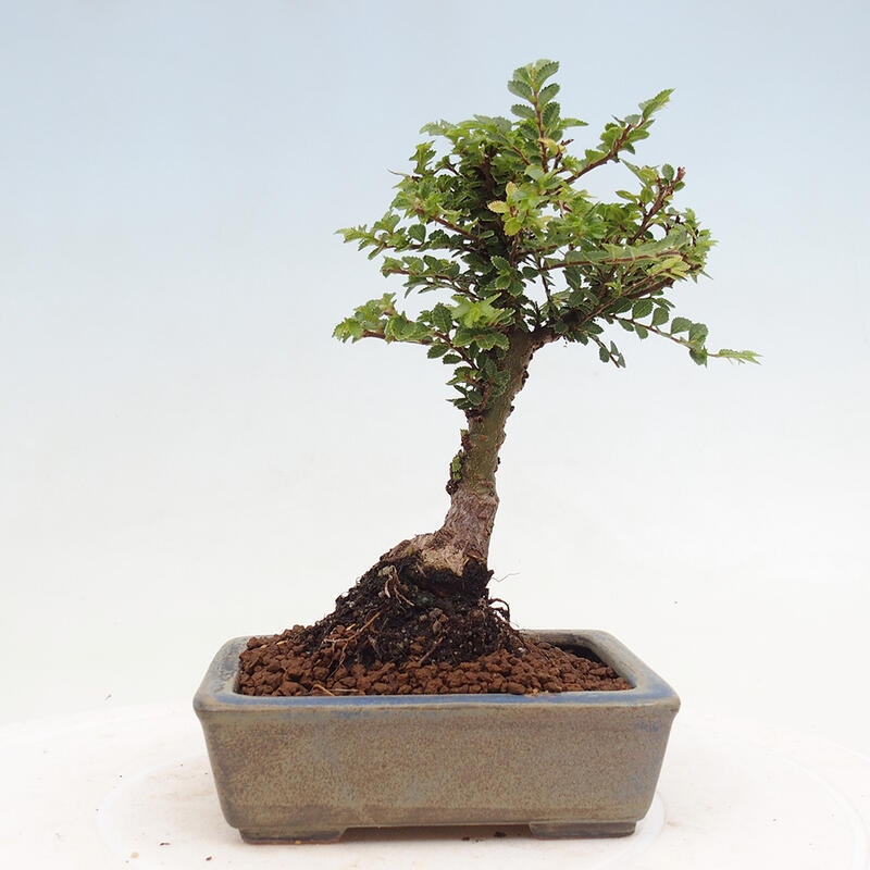 Bonsai im Freien - Ulmus parvifolia Sagei - Kleinblättrige Ulme