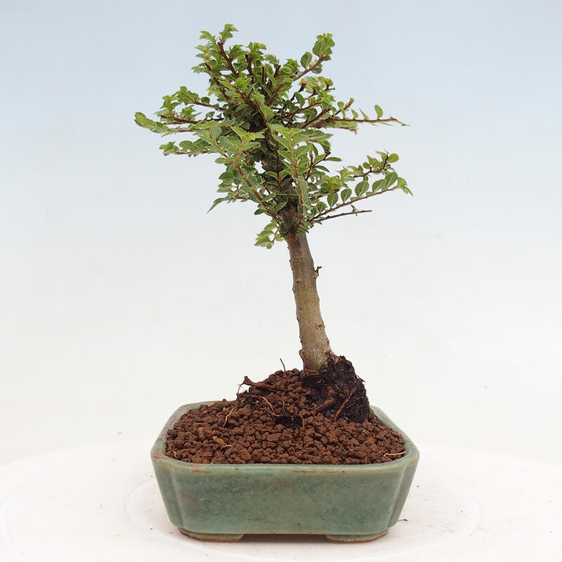 Bonsai im Freien - Ulmus parvifolia Sagei - Kleinblättrige Ulme