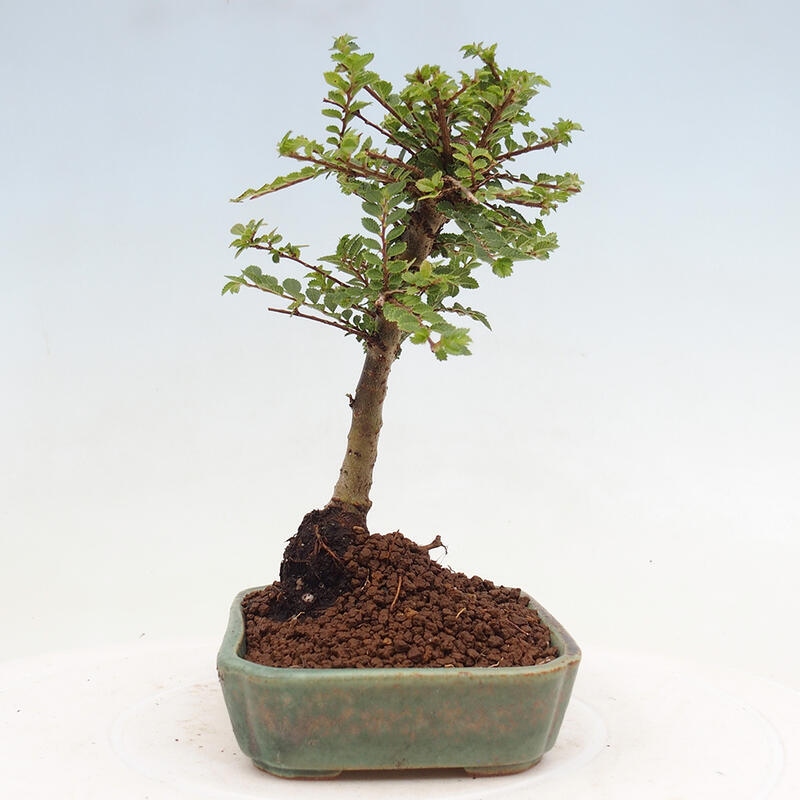Bonsai im Freien - Ulmus parvifolia Sagei - Kleinblättrige Ulme