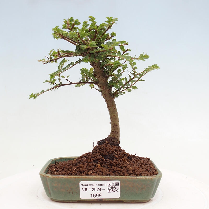 Bonsai im Freien - Ulmus parvifolia Sagei - Kleinblättrige Ulme