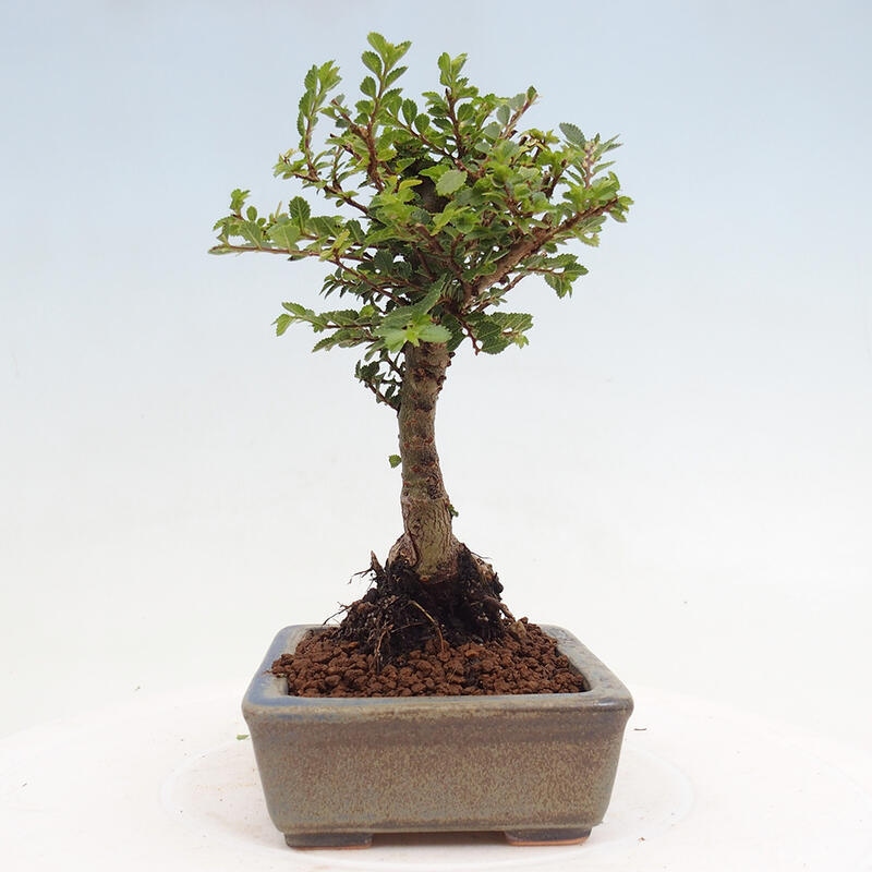 Bonsai im Freien - Ulmus parvifolia Sagei - Kleinblättrige Ulme