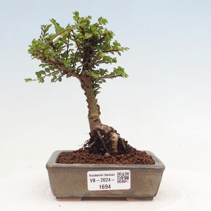 Bonsai im Freien - Ulmus parvifolia Sagei - Kleinblättrige Ulme