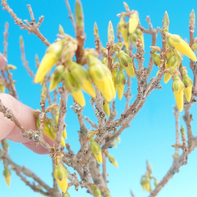 Bonsai im Freien - Forsythie - Forsythia intermedia 