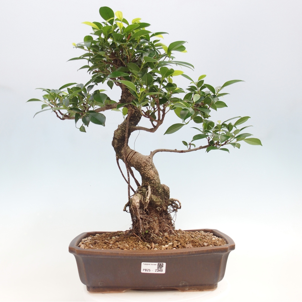 Zimmerbonsai - Ficus kimmen - kleinblättriger Ficus