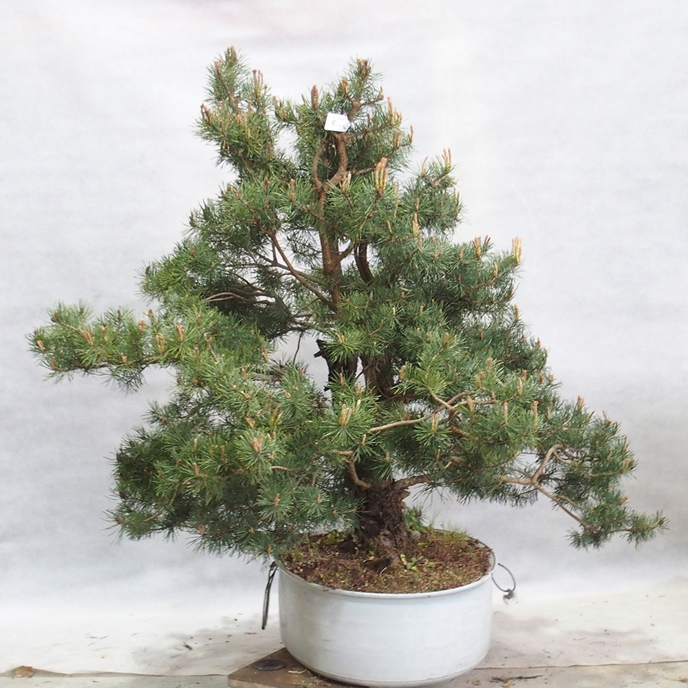 Yamadori - Pinus sylvestris 