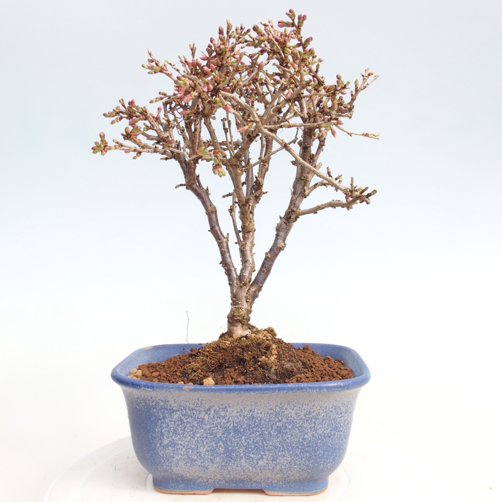 Bonsai für draußen - Prunus incisa Kojou-no mai-Plivon ausgeschnitten