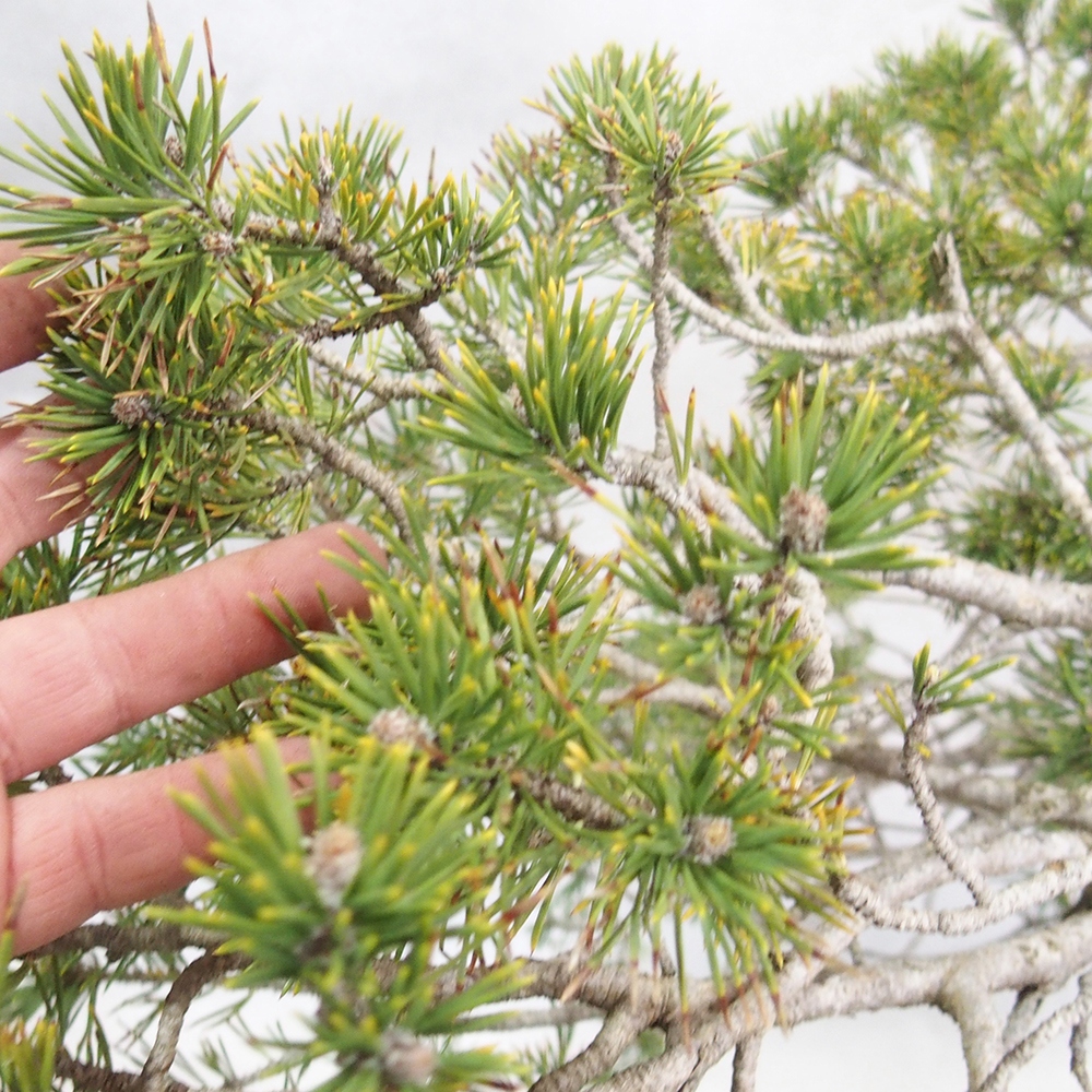 Yamadori - Pinus sylvestris 