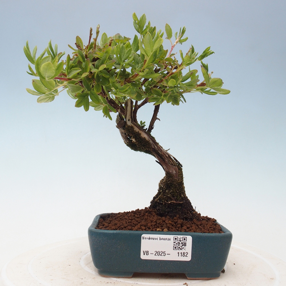 Outdoor-Bonsai-Fingerkraut - Potentila fruticosa gelber Vogel