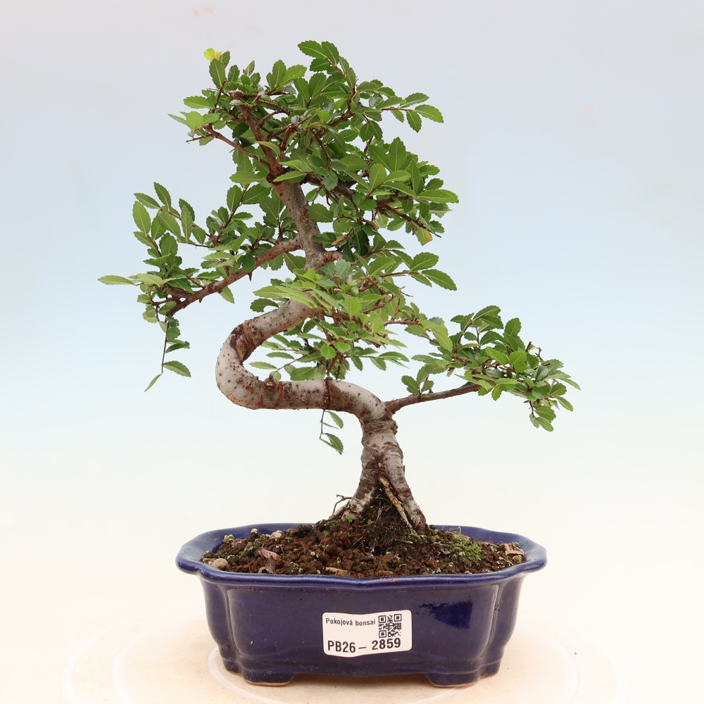 Zimmerbonsai - Ulmus parvifolia - Kleinblättrige Ulme