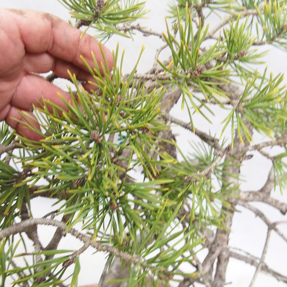 Yamadori - Pinus sylvestris 