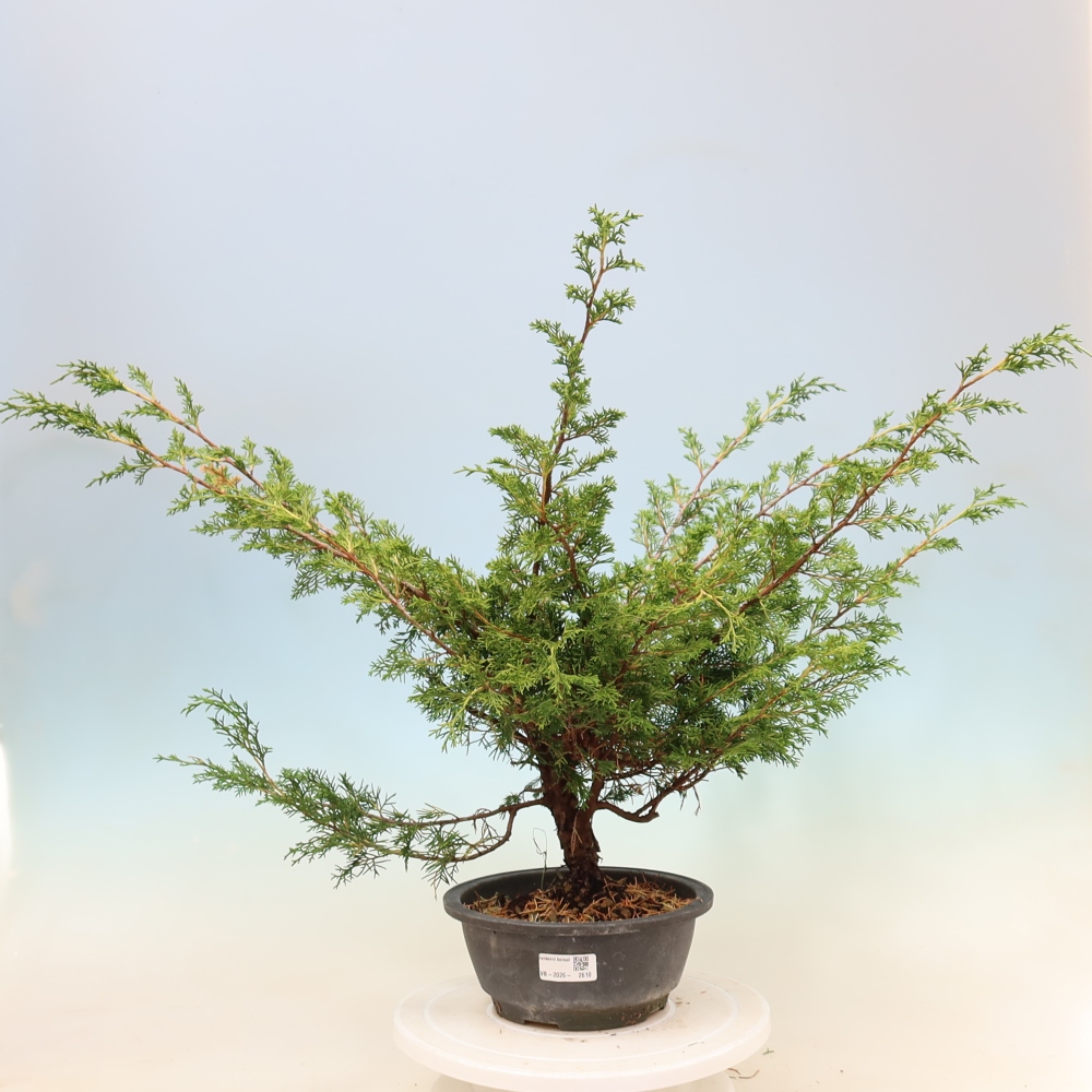 Bonsai für draußen - Juniperus chinensis Itoigawa