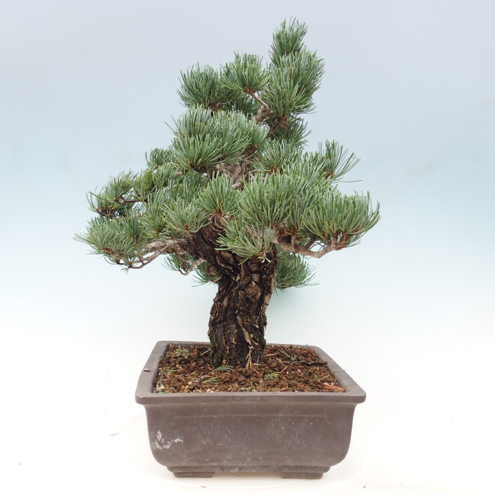 Bonsai im Freien - Pinus parviflora - kleine Kiefer