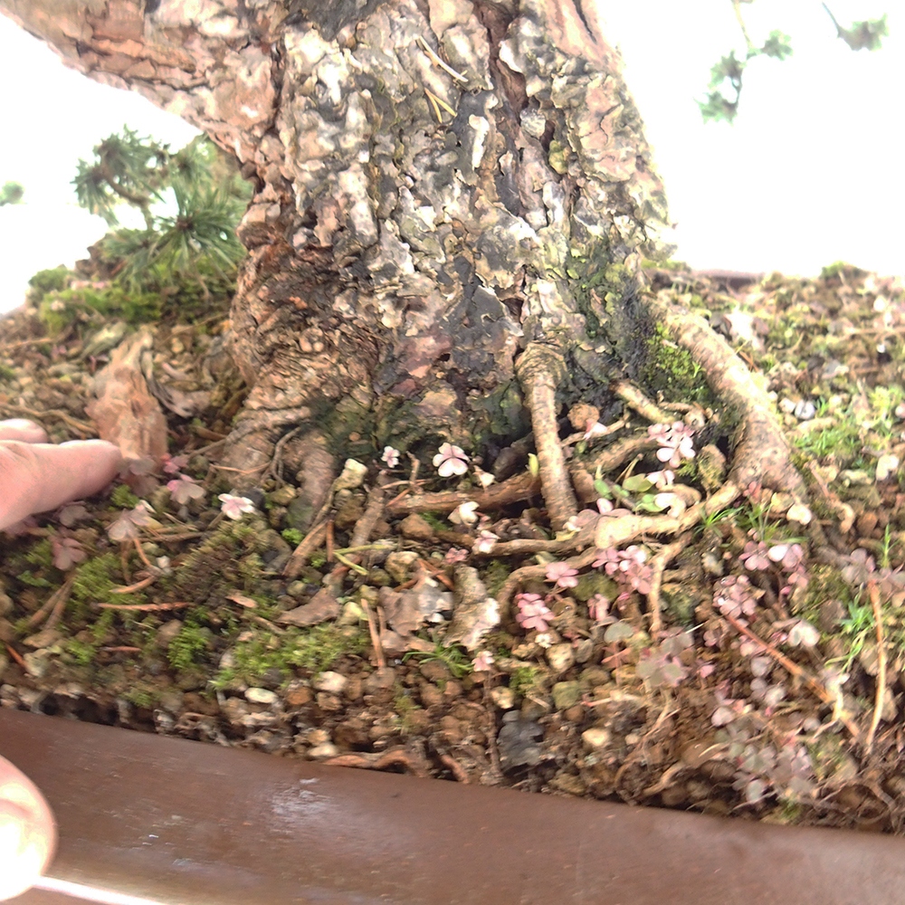 Yamadori - Pinus sylvestris Spanien