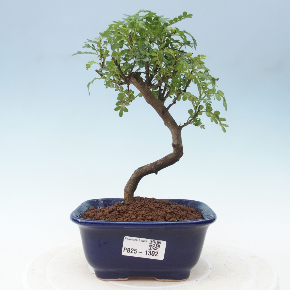 Indoor-Bonsai - Zantoxylum piperitum - Pfefferminze