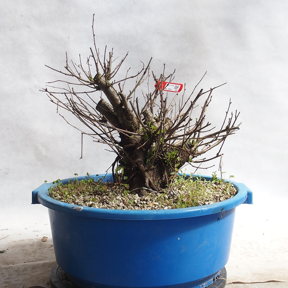 Outdoor Bonsai -Mahalebka - Prunus Mahaleb