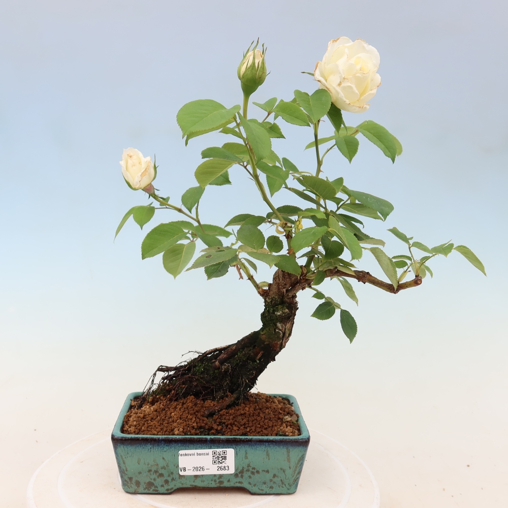 Bonsai für draußen - Rosa Kordes - Rose
